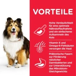Hill's Science Plan Adult 1 + Sensitive Stomach & Skin Medium Mit Huhn -Angebote Hunde Moden Store 105937 hill s scienceplan adult medium sensitivestomach skin chicken 14kg hs 05 4