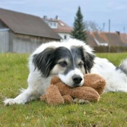 Petlando Moodles Bär -Angebote Hunde Moden Store 106623 petlando moodles bar hs 03 8