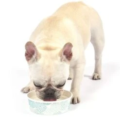 Arm & Hammer Frische Kokosnusswasser Zahnpflege -Angebote Hunde Moden Store 115600 a h zahnpflege kokoswasser hs03 3