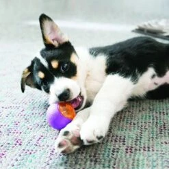 KONG Squeezz Action Ball -Angebote Hunde Moden Store 116199 kong squeezz actionball 6cm hs 03 2