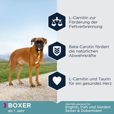 Eukanuba Adult Breed Specific Boxer 2 Eukanuba Adult Breed Specific Boxer – Bild 2