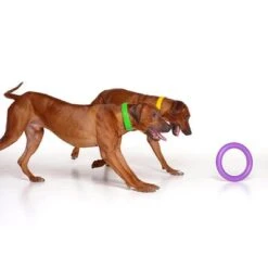 Ferplast Hundespielzeug Puller -Angebote Hunde Moden Store 199296 ferplastitalien ferplast hundespielzeug puller midi 27cm hs 08 9