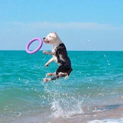 Ferplast Hundespielzeug Puller -Angebote Hunde Moden Store 199296 ferplastitalien ferplast hundespielzeug puller midi 27cm hs 20 9