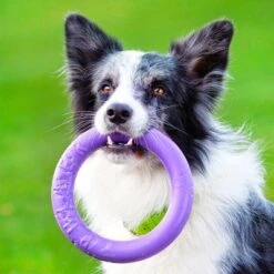 Ferplast Hundespielzeug Puller -Angebote Hunde Moden Store 199297 ferplastitalien ferplast hundespielzeug puller midi 19cm hs 16 9