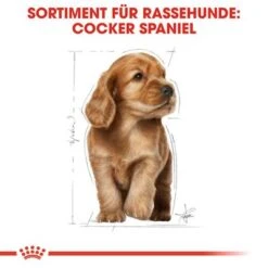 Royal Canin Cocker Puppy -Angebote Hunde Moden Store 1 84452 royalcanin puppyhund cocker hs 04 5
