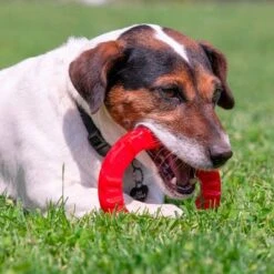 Ferplast Smile Kauring, Rot -Angebote Hunde Moden Store 224897 224503 224898 224899 ferplast smile kauring rot hs 25 4