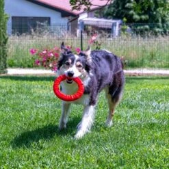 Ferplast Smile Kauring, Rot -Angebote Hunde Moden Store 224897 224503 224898 224899 ferplast smile kauring rot hs 31 0