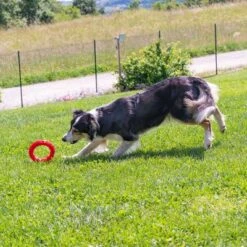 Ferplast Smile Kauring, Rot -Angebote Hunde Moden Store 224897 224503 224898 224899 ferplast smile kauring rot hs 32 1