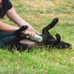 Pet Teezer Welpenbürste -Angebote Hunde Moden Store 230724 pet teezer welpenbuerste hs 18 2