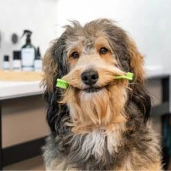 Kooa Zahnpflegeset -Angebote Hunde Moden Store 230742 kooa zahnpflegeset shoot 5