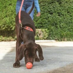 Nomad Tales Bloom Tennisball-Set 17 Nomad Tales Bloom Tennisball-Set -Angebote Hunde Moden Store 323035 nomad tales tennisball set 01 8