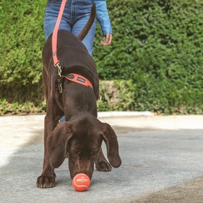 Nomad Tales Bloom Tennisball-Set 5 Nomad Tales Bloom Tennisball-Set – Bild 5