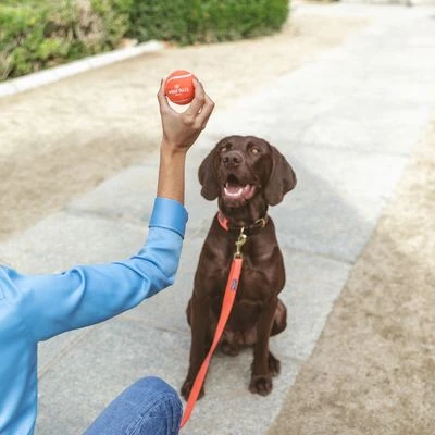 Nomad Tales Bloom Tennisball-Set 6 Nomad Tales Bloom Tennisball-Set – Bild 6