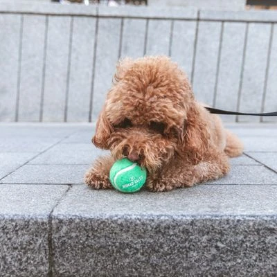 Nomad Tales Bloom Tennisball-Set 10 Nomad Tales Bloom Tennisball-Set – Bild 10