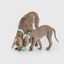 Nomad Tales Bloom Snack-Roller -Angebote Hunde Moden Store 333015 nomad tales snack ball 02 1