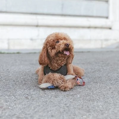 Nomad Tales Calma Hundespielzeug Kaustab 8 Nomad Tales Calma Hundespielzeug Kaustab – Bild 8