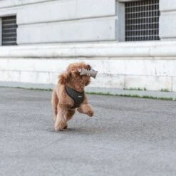 Nomad Tales Calma Hundespielzeug Kaustab 15 Nomad Tales Calma Hundespielzeug Kaustab -Angebote Hunde Moden Store 344596 nomad tales calma chewing stick hs 03 2