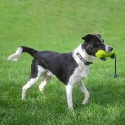 Coachi Trainings-Dummyneu -Angebote Hunde Moden Store 374303 coachi trainings dummy hs1 3