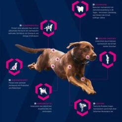 Eukanuba Adult Breed Specific Labrador Retriever -Angebote Hunde Moden Store 3 icons generell eukanuba hund 7