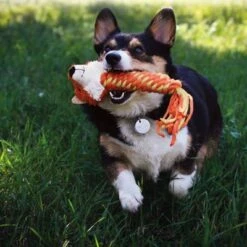 KONG Winder Fox -Angebote Hunde Moden Store 485431 winders lif 6