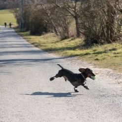 Hundeschuhe S & P Boots -Angebote Hunde Moden Store 52149 hundeschuhe xs fg 0890 4