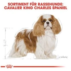 Royal Canin Cavalier King Charles Adult -Angebote Hunde Moden Store 61124 rc cavalier king charles hs 05 0