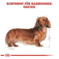 Royal Canin Dachshund Adult -Angebote Hunde Moden Store 61135 rc dachshund hs 01 8