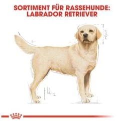Royal Canin Labrador Retriever Adult 12 Royal Canin Labrador Retriever Adult -Angebote Hunde Moden Store 61151 rc labrador retriever hs 06 8