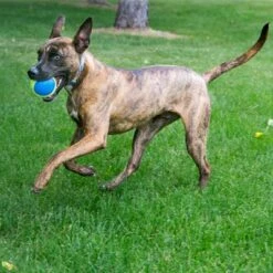 KONG Ultra SqueakAir Ball -Angebote Hunde Moden Store 617250 kong ultra squeakair balls 03 9