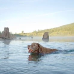 Chuckit! Ultra Ball 9 Chuckit! Ultra Ball -Angebote Hunde Moden Store 64169 chuckit ultra ball lifestyle hs 01 0