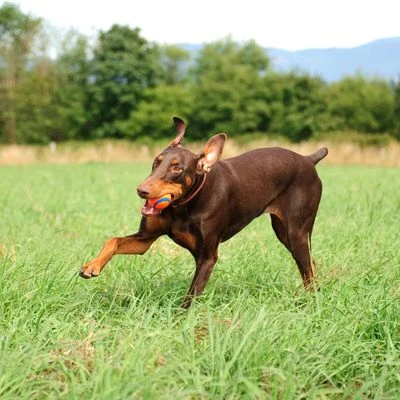 Chuckit! Ultra Ball 2 Chuckit! Ultra Ball – Bild 2