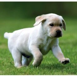 Sparpaket Rocco Junior 24 X 800 G -Angebote Hunde Moden Store 66874 rocco welpe 1 1