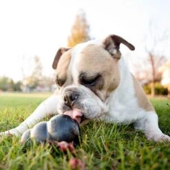 KONG Extreme 18 KONG Extreme -Angebote Hunde Moden Store 74319 kongextremeschwarz hs 05 5