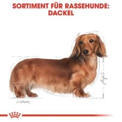 Royal Canin Dachshund Mousse 10 Royal Canin Dachshund Mousse -Angebote Hunde Moden Store 77841 rc breed dachshund wet hs 01 5