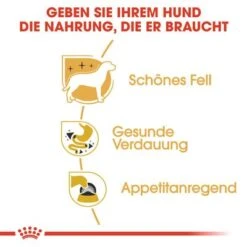 Royal Canin Chihuahua Mousse -Angebote Hunde Moden Store 77919 rc breed chihuahua wet hs 03 3