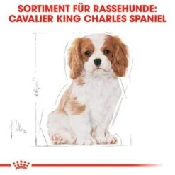Royal Canin Cavalier King Charles Puppy -Angebote Hunde Moden Store 84453 rc cavalier king charles puppy hs 04 2