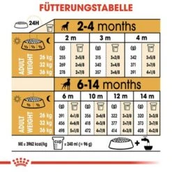 Royal Canin Boxer Puppy -Angebote Hunde Moden Store 84598 rc breed boxer puppy hs 05 6