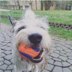 Chuckit! Ultra Ball S -Angebote Hunde Moden Store 99536 petmate chuckit ultraball small hs 06 6 1