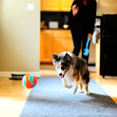 Chuckit! Indoor Ball 5 Chuckit! Indoor Ball – Bild 5