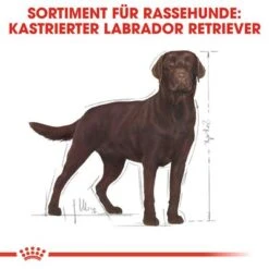 Royal Canin Labrador Retriever Adult Sterilised -Angebote Hunde Moden Store rc bhn labradorsterilised cv eretailkit 1 de de 2