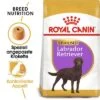 Royal Canin Labrador Retriever Adult Sterilised