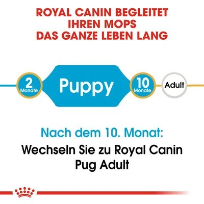 Royal Canin Pug Puppy 4 Royal Canin Pug Puppy – Bild 4
