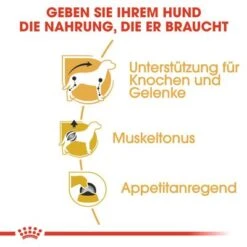 Nassfutter Als Ergänzung Zu Royal Canin Dachshund Adult -Angebote Hunde Moden Store rc bhn wet dachshund cv eretailkit 3 de de 7