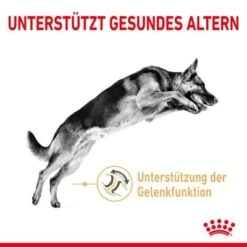 Royal Canin German Shepherd Adult 5+ -Angebote Hunde Moden Store rc spt dry germshep5 cv 1 de de 4
