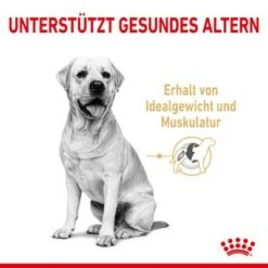 Royal Canin Labrador Retriever Adult 5+ -Angebote Hunde Moden Store rc spt dry lab5 cv 1 de de 0