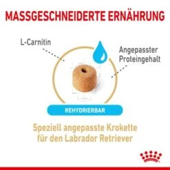 Royal Canin Labrador Retriever Adult 5+ -Angebote Hunde Moden Store rc spt dry lab5 cv 2 de de 0