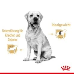 Royal Canin Labrador Retriever Adult In Soße -Angebote Hunde Moden Store rc spt wet labad cv 1 de de 8