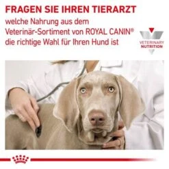 Royal Canin Veterinary Canine Renal Special 15 Royal Canin Veterinary Canine Renal Special -Angebote Hunde Moden Store rc vet wet dogrenalspeloaf410 cv eretailkit 7 de de 7