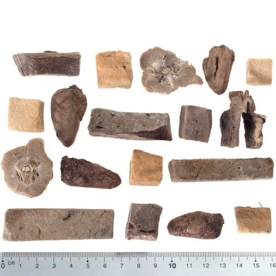 Wolf Of Wilderness - Premium Snack Adventskalender (getreidefrei) 3 Wolf Of Wilderness - Premium Snack Adventskalender (getreidefrei) – Bild 3