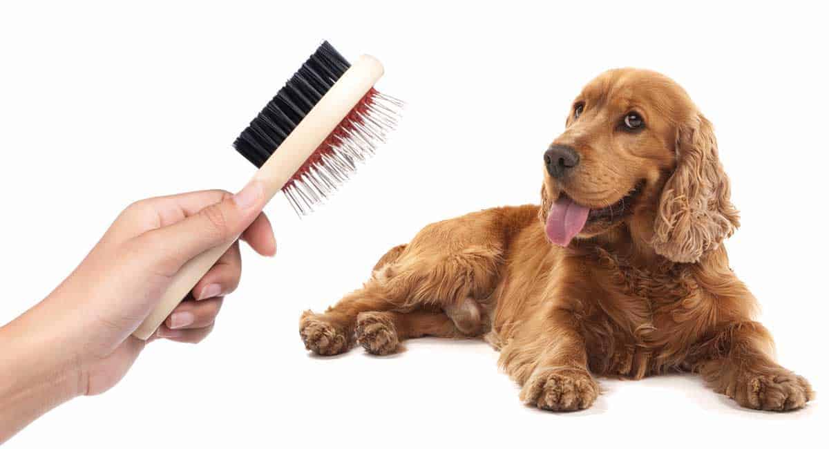 Angebote Hunde Moden Store -Angebote Hunde Moden Store Beste Hondenborstel